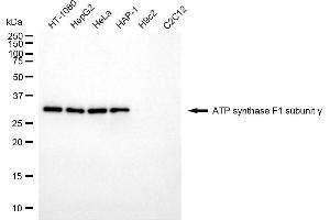 Western blotting analysis using ATP synthase F1 subunit gamma antibody (ABIN7797682).