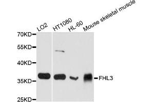Western blot analysis of extracts of various cell lines, using FHL3 antibody (ABIN5995823) at 1/1000 dilution. (FHL3 抗体)