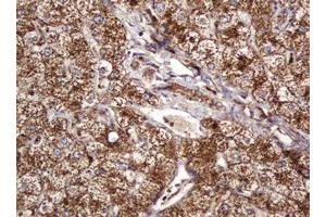 Image no. 2 for anti-B and T Lymphocyte Associated (BTLA) antibody (ABIN1496983) (BTLA 抗体)