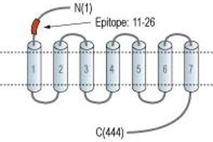 Dopamine Receptor D2 (DRD2) peptide