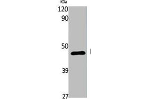 Western Blot analysis of various cells using EDG-6 Polyclonal Antibody (S1PR4 抗体  (C-Term))