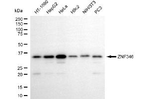 Western blotting analysis using ZNF346 antibody (ABIN7800896).