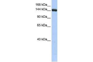 Western Blotting (WB) image for anti-UDP-Glucose Glycoprotein Glucosyltransferase 2 (UGT2) antibody (ABIN2459240) (UGCGL2 抗体)