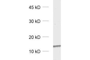 dilution: 1 : 5000, sample: rat brain homogenate