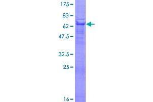 Image no. 1 for Nectin cell adhesion molecule 3 (NECTIN3) (AA 1-366) protein (GST tag) (ABIN1316942)
