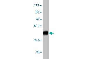 Western Blot detection against Immunogen (35. (GDF7 抗体  (AA 361-450))