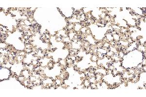 Detection of CD73 in Mouse Lung Tissue using Polyclonal Antibody to Cluster Of Differentiation 73 (CD73) (CD73 抗体  (AA 29-550))