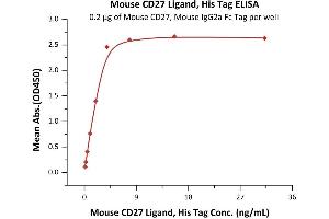 Immobilized Mouse CD27, Mouse IgG2a Fc Tag, low endotoxin (ABIN5955007,ABIN6809974) at 2 μg/mL (100 μL/well) can bind Mouse CD27 Ligand, His Tag (active trimer) (MALS verified) (ABIN6253204,ABIN6253592) with a linear range of 0.