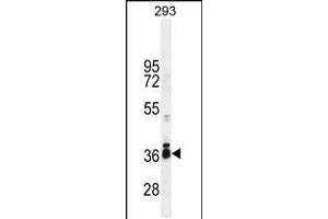 Western blot analysis in 293 cell line lysates (35ug/lane). (STRA8 抗体  (C-Term))