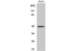 Western Blotting (WB) image for anti-Advanced Glycosylation End Product-Specific Receptor (AGER) (Internal Region) antibody (ABIN6282433)