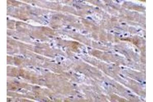 Immunohistochemistry of GFR alpha 3 in mouse heart tissue with GFR alpha 3 antibody at 10 μg/ml. (GFRA3 抗体  (Intermediate Domain))