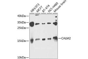 Western blot analysis of extracts of various cell lines, using C antibody (ABIN6131465, ABIN6137872, ABIN6137873 and ABIN6224031) at 1:1000 dilution. (Calmodulin 2 抗体  (AA 1-149))