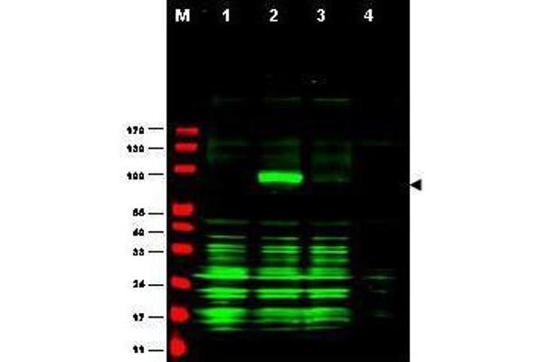 AJUBA antibody  (AA 224-239)