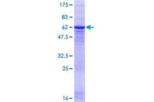 PPP2CA Protein (AA 1-309) (GST tag)