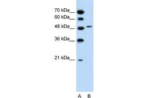 Western Blotting (WB) image for anti-Solute Carrier Family 10 (Sodium/bile Acid Cotransporter Family), Member 5 (SLC10A5) antibody (ABIN2462731) (SLC10A5 抗体)
