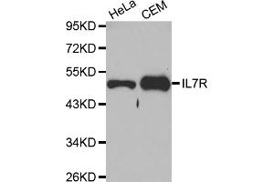 Western blot analysis of extracts of various cell lines, using IL7R antibody (ABIN5970572) at 1/1000 dilution. (IL7R 抗体)