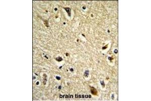 Formalin-fixed and paraffin-embedded human brain tissue reacted with CYP2E1 Antibody (C-term), which was peroxidase-conjugated to the secondary antibody, followed by DAB staining. (CYP2E1 抗体  (C-Term))