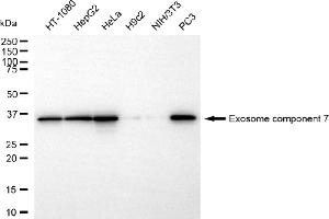 Western blotting analysis using exosome component 7 antibody (ABIN7798549). (Recombinant EXOSC7 抗体)