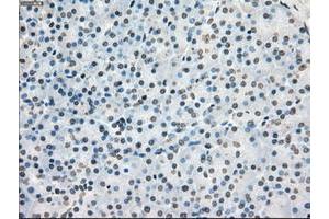 Image no. 10 for anti-P450 (Cytochrome) Oxidoreductase (POR) antibody (ABIN1497743) (POR 抗体)