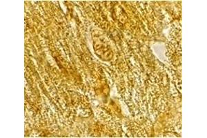 Immunohistochemistry (IHC) image for anti-beta-Site APP-Cleaving Enzyme 2 (BACE2) (C-Term) antibody (ABIN1030277)
