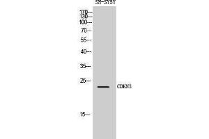 Western Blotting (WB) image for anti-Cyclin-Dependent Kinase Inhibitor 3 (CDKN3) (Internal Region) antibody (ABIN3183847) (CDKN3 抗体  (Internal Region))