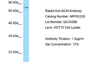 Western Blotting (WB) image for anti-Suppressor of Cancer Cell Invasion (SCAI) (C-Term) antibody (ABIN971660) (SCAI 抗体  (C-Term))