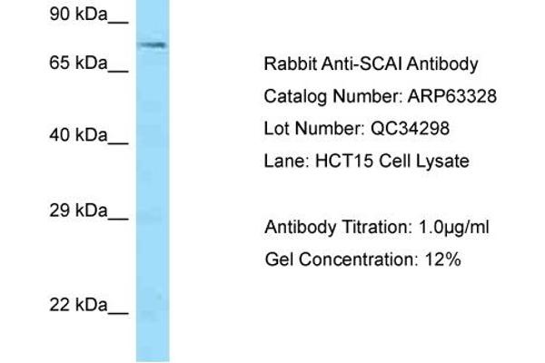 SCAI 抗体  (C-Term)