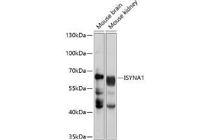 Western blot analysis of extracts of various cell lines, using ISYN antibody (ABIN6134840, ABIN6142555, ABIN6224835 and ABIN6224836) at 1:1000 dilution. (ISYNA1 抗体  (AA 1-250))