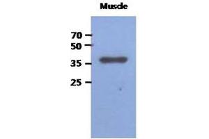 Western Blotting (WB) image for anti-Fructose-1,6-Bisphosphatase 2 (FBP2) antibody (ABIN1490753) (FBP2 抗体)