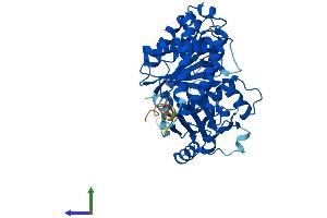 Protein Structure (PS) image for Tubulin, alpha 1B (TUBA1B) (AA 1-451) protein (His tag) (ABIN7544351)