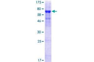 HHLA2 Protein (AA 1-414) (GST tag)