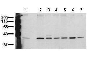 Western Blotting (WB) image for anti-Mitogen-Activated Protein Kinase 14 (MAPK14) (N-Term) antibody (ABIN126883) (MAPK14 抗体  (N-Term))