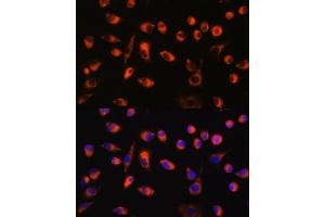 Immunofluorescence analysis of L929 cells using TMEM44 antibody (ABIN7270964) at dilution of 1:100. (TMEM44 抗体  (AA 110-260))