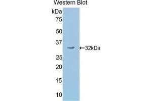 Detection of Recombinant SCG2, Mouse using Polyclonal Antibody to Secretogranin II (SCG2) (SCG2 抗体  (AA 342-609))