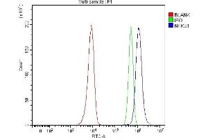 Flow Cytometry analysis of Hela cells using anti-NFkB p105/p50/NFKB1 antibody (ABIN3043587).