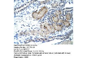 Human kidney (GTF2IRD1 抗体  (C-Term))