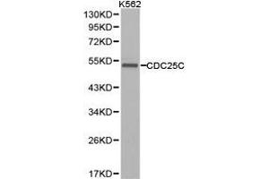Western Blotting (WB) image for anti-Cell Division Cycle 25 Homolog C (S. Pombe) (CDC25C) antibody (ABIN1871676) (CDC25C 抗体)