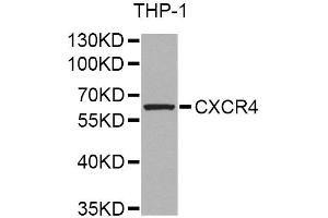 Western blot analysis of extracts of THP-1 cells, using CXCR4 Antibody. (CXCR4 抗体)