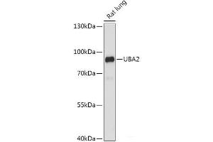 Western blot analysis of extracts of Rat lung using UBA2 Polyclonal Antibody at dilution of 1:1000. (UBA2 抗体)