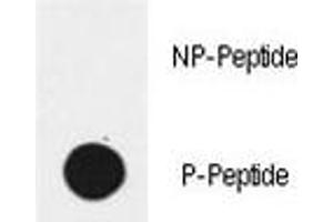 Dot blot analysis of phospho-EGFR antibody. (EGFR 抗体  (pTyr1172))