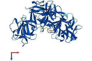 AlphaFold protein structure predicition of Human Recombinant FSCN3 Protein, UniprotID Q9NQT6