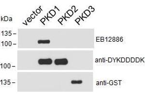 HEK293 lysate overexpressing Human DYKDDDDK-tagged PKD1, Human DYKDDDDK-tagged PKD2 or Human GST-tagged PKD3 probed with ABIN5539576 (0. (PKC mu 抗体  (AA 383-395))