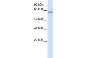 WB Suggested Anti-FAM20A Antibody Titration:  0. (FAM20A 抗体  (N-Term))
