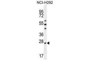 PRDX4 Antibody (Center) western blot analysis in NCI-H292 cell line lysates (35µg/lane). (Peroxiredoxin 4 抗体  (Middle Region))