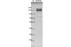 Recombinant JMJD1A / KDM3A protein gel. (KDM3A Protein (DYKDDDDK Tag))