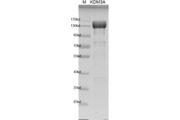 KDM3A Protein (DYKDDDDK Tag)