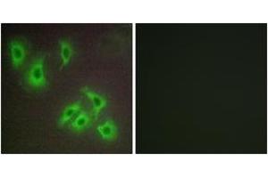 Immunofluorescence analysis of HepG2 cells, using BCLW Antibody. (BCL2L2 抗体  (AA 131-180))
