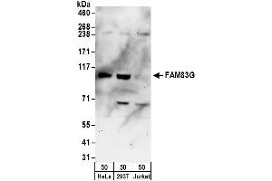anti-Family with Sequence Similarity 83, Member G (FAM83G) (AA 773-823) antibody