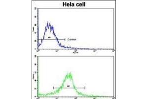 Flow cytometric analysis of hela cells using CLNS1A Antibody (Center)(bottom histogram) compared to a negative control cell (top histogram). (CLNS1A 抗体  (AA 148-176))