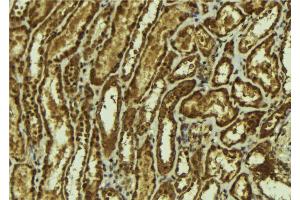 ABIN6273164 at 1/100 staining Mouse kidney tissue by IHC-P. (SMOX 抗体  (Internal Region))